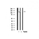 AF0654 staining Hela by IF/ICC. The sample were fixed with PFA and permeabilized in 0.1% Triton X-100,then blocked in 10% serum for 45 minutes at 25¡ãC. The primary antibody was diluted at 1/200 and incubated with the sample for 1 hour at 37¡ãC. An  Alexa Fluor 594 conjugated goat anti-rabbit IgG (H+L) Ab, diluted at 1/600, was used as the secondary antibod