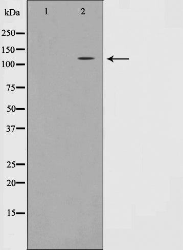 AF0596 staining HT29 by IF/ICC. The sample were fixed with PFA and permeabilized in 0.1% Triton X-100,then blocked in 10% serum for 45 minutes at 25¡ãC. The primary antibody was diluted at 1/200 and incubated with the sample for 1 hour at 37¡ãC. An  Alexa Fluor 594 conjugated goat anti-rabbit IgG (H+L) Ab, diluted at 1/600, was used as the secondary antibod