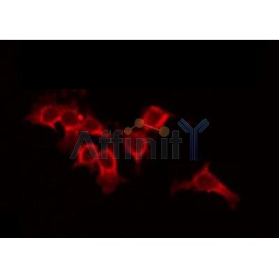 AF0168 staining 293 by IF/ICC. The sample were fixed with PFA and permeabilized in 0.1% Triton X-100,then blocked in 10% serum for 45 minutes at 25¡ãC. The primary antibody was diluted at 1/200 and incubated with the sample for 1 hour at 37¡ãC. An  Alexa Fluor 594 conjugated goat anti-rabbit IgG (H+L) Ab, diluted at 1/600, was used as the secondary antibod