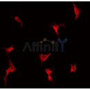 AF0455 staining COLO205 by IF/ICC. The sample were fixed with PFA and permeabilized in 0.1% Triton X-100,then blocked in 10% serum for 45 minutes at 25¡ãC. The primary antibody was diluted at 1/200 and incubated with the sample for 1 hour at 37¡ãC. An  Alexa Fluor 594 conjugated goat anti-rabbit IgG (H+L) Ab, diluted at 1/600, was used as the secondary antibod