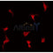 AF0455 staining COLO205 by IF/ICC. The sample were fixed with PFA and permeabilized in 0.1% Triton X-100,then blocked in 10% serum for 45 minutes at 25¡ãC. The primary antibody was diluted at 1/200 and incubated with the sample for 1 hour at 37¡ãC. An  Alexa Fluor 594 conjugated goat anti-rabbit IgG (H+L) Ab, diluted at 1/600, was used as the secondary antibod