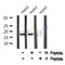 Western blot analysis of Phospho-MRLC1 (Thr18+Ser19)  using HepG2 whole cell lysates