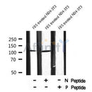 Western blot analysis NFAT2 (Phospho-Ser294) using FBS treated NIH-3T3 whole cell lysates