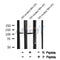 Western blot analysis NFAT2 (Phospho-Ser294) using FBS treated NIH-3T3 whole cell lysates
