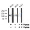 AF8014 staining HeLa by IF/ICC. The sample were fixed with PFA and permeabilized in 0.1% Triton X-100,then blocked in 10% serum for 45 minutes at 25¡ãC. The primary antibody was diluted at 1/200 and incubated with the sample for 1 hour at 37¡ãC. An  Alexa Fluor 594 conjugated goat anti-rabbit IgG (H+L) Ab, diluted at 1/600, was used as the secondary antibod