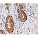 AF0648 staining MCF-7  cells by IF/ICC. The sample were fixed with PFA and permeabilized in 0.1% Triton X-100,then blocked in 10% serum for 45 minutes at 25¡ãC. The primary antibody was diluted at 1/200 and incubated with the sample for 1 hour at 37¡ãC. An  Alexa Fluor 594 conjugated goat anti-rabbit IgG (H+L) antibody(Cat.