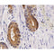 AF0648 staining MCF-7  cells by IF/ICC. The sample were fixed with PFA and permeabilized in 0.1% Triton X-100,then blocked in 10% serum for 45 minutes at 25¡ãC. The primary antibody was diluted at 1/200 and incubated with the sample for 1 hour at 37¡ãC. An  Alexa Fluor 594 conjugated goat anti-rabbit IgG (H+L) antibody(Cat.