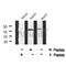 AF8030 staining Hela by IF/ICC. The sample were fixed with PFA and permeabilized in 0.1% Triton X-100,then blocked in 10% serum for 45 minutes at 25¡ãC. The primary antibody was diluted at 1/200 and incubated with the sample for 1 hour at 37¡ãC. An  Alexa Fluor 594 conjugated goat anti-rabbit IgG (H+L) Ab, diluted at 1/600, was used as the secondary antibod