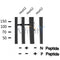 Western blot analysis of RBL2 (Phospho-Ser952) using HepG2 whole cell lysates