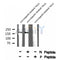 Western blot analysis of CD130/gp130 (Phospho-Ser782) using nocodazole treated HeLa whole cell lysates