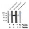 AF8039 at 1/200 staining Rat kidney tissue sections by IHC-P. The tissue was formaldehyde fixed and a heat mediated antigen retrieval step in citrate buffer was performed. The tissue was then blocked and incubated with the antibody for 1.5 hours at 22¡ãC. An HRP conjugated goat anti-rabbit antibody was used as the secondary
