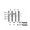 AF8043 at 1/200 staining Rat lung tissue sections by IHC-P. The tissue was formaldehyde fixed and a heat mediated antigen retrieval step in citrate buffer was performed. The tissue was then blocked and incubated with the antibody for 1.5 hours at 22¡ãC. An HRP conjugated goat anti-rabbit antibody was used as the secondary