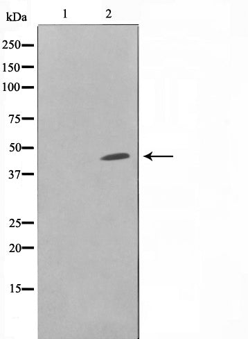 AF0767 staining COLO205 by IF/ICC. The sample were fixed with PFA and permeabilized in 0.1% Triton X-100,then blocked in 10% serum for 45 minutes at 25¡ãC. The primary antibody was diluted at 1/200 and incubated with the sample for 1 hour at 37¡ãC. An  Alexa Fluor 594 conjugated goat anti-rabbit IgG (H+L) Ab, diluted at 1/600, was used as the secondary antibod