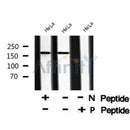 AF8048 staining MDA-MB-231 by IF/ICC. The sample were fixed with PFA and permeabilized in 0.1% Triton X-100,then blocked in 10% serum for 45 minutes at 25¡ãC. The primary antibody was diluted at 1/200 and incubated with the sample for 1 hour at 37¡ãC. An  Alexa Fluor 594 conjugated goat anti-rabbit IgG (H+L) Ab, diluted at 1/600, was used as the secondary antibod