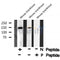 AF8050 staining HuvEc by IF/ICC. The sample were fixed with PFA and permeabilized in 0.1% Triton X-100,then blocked in 10% serum for 45 minutes at 25¡ãC. The primary antibody was diluted at 1/200 and incubated with the sample for 1 hour at 37¡ãC. An  Alexa Fluor 594 conjugated goat anti-rabbit IgG (H+L) Ab, diluted at 1/600, was used as the secondary antibod