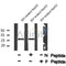 Western blot analysis of extracts from rat brain, using p27 Kip1 (Phospho-Ser178) Antibody. Lane 1 was treated with the blocking peptide.