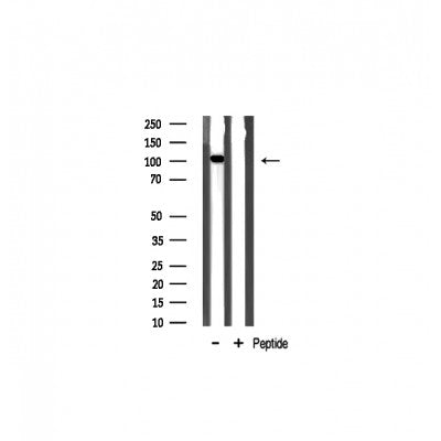 AF0688 staining 293 cells by IF/ICC. The sample were fixed with PFA and permeabilized in 0.1% Triton X-100,then blocked in 10% serum for 45 minutes at 25¡ãC. The primary antibody was diluted at 1/200 and incubated with the sample for 1 hour at 37¡ãC. An  Alexa Fluor 594 conjugated goat anti-rabbit IgG (H+L) antibody(Cat.