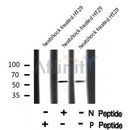 AF8059 staining HepG2 by IF/ICC. The sample were fixed with PFA and permeabilized in 0.1% Triton X-100,then blocked in 10% serum for 45 minutes at 25¡ãC. The primary antibody was diluted at 1/200 and incubated with the sample for 1 hour at 37¡ãC. An  Alexa Fluor 594 conjugated goat anti-rabbit IgG (H+L) Ab, diluted at 1/600, was used as the secondary antibod