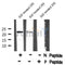 AF8061 at 1/200 staining Rat ganstric tissue sections by IHC-P. The tissue was formaldehyde fixed and a heat mediated antigen retrieval step in citrate buffer was performed. The tissue was then blocked and incubated with the antibody for 1.5 hours at 22¡ãC. An HRP conjugated goat anti-rabbit antibody was used as the secondary