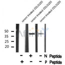 Western blot analysis Gz-? (Phospho-Ser16) using serum treated COLO205 whole cell lysates