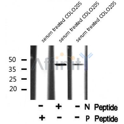Western blot analysis Gz-? (Phospho-Ser16) using serum treated COLO205 whole cell lysates
