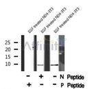 AF8065 at 1/200 staining Rat lung tissue sections by IHC-P. The tissue was formaldehyde fixed and a heat mediated antigen retrieval step in citrate buffer was performed. The tissue was then blocked and incubated with the antibody for 1.5 hours at 22¡ãC. An HRP conjugated goat anti-rabbit antibody was used as the secondary