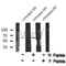 AF8072 at 1/200 staining Rat spleen tissue sections by IHC-P. The tissue was formaldehyde fixed and a heat mediated antigen retrieval step in citrate buffer was performed. The tissue was then blocked and incubated with the antibody for 1.5 hours at 22¡ãC. An HRP conjugated goat anti-rabbit antibody was used as the secondary