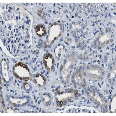 AF0169 at 1/100 staining human kidney tissue sections by IHC-P. The tissue was formaldehyde fixed and a heat mediated antigen retrieval step in citrate buffer was performed. The tissue was then blocked and incubated with the antibody for 1.5 hours at 22¡ãC. An HRP conjugated goat anti-rabbit antibody was used as the secondary