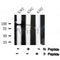 Western blot analysis of extracts from mouse brain, using MLK3 (Phospho-Thr277+Ser281) Antibody.