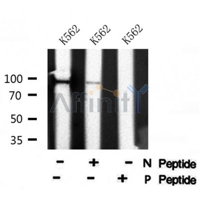 Western blot analysis of extracts from mouse brain, using MLK3 (Phospho-Thr277+Ser281) Antibody.