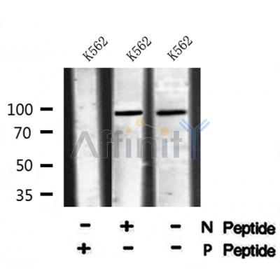 AF8081 at 1/200 staining Rat spleen tissue sections by IHC-P. The tissue was formaldehyde fixed and a heat mediated antigen retrieval step in citrate buffer was performed. The tissue was then blocked and incubated with the antibody for 1.5 hours at 22¡ãC. An HRP conjugated goat anti-rabbit antibody was used as the secondary