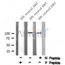 AF8082 at 1/200 staining Rat spleen tissue sections by IHC-P. The tissue was formaldehyde fixed and a heat mediated antigen retrieval step in citrate buffer was performed. The tissue was then blocked and incubated with the antibody for 1.5 hours at 22¡ãC. An HRP conjugated goat anti-rabbit antibody was used as the secondary
