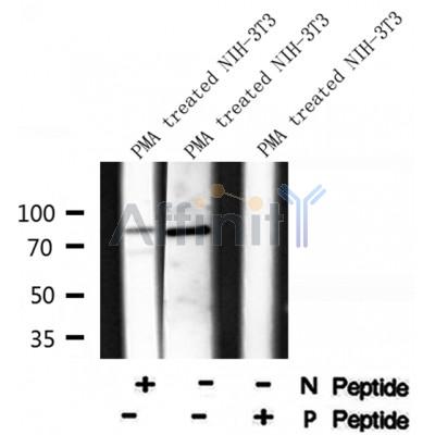 Western blot analysis of Centaurin-?1 (Phospho-Ser554) using PMA treated NIH-3T3 whole cell lysates