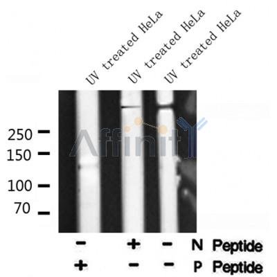 AF8084 at 1/200 staining Rat spleen tissue sections by IHC-P. The tissue was formaldehyde fixed and a heat mediated antigen retrieval step in citrate buffer was performed. The tissue was then blocked and incubated with the antibody for 1.5 hours at 22¡ãC. An HRP conjugated goat anti-rabbit antibody was used as the secondary