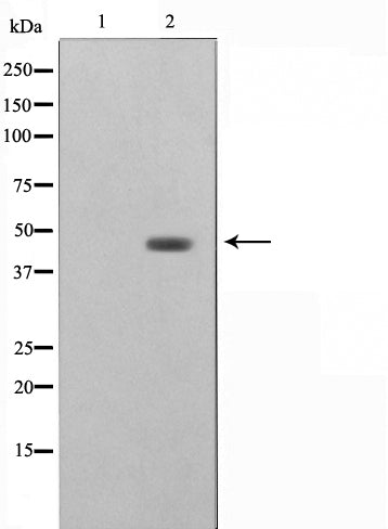 AF0572 staining HepG2 by IF/ICC. The sample were fixed with PFA and permeabilized in 0.1% Triton X-100,then blocked in 10% serum for 45 minutes at 25¡ãC. The primary antibody was diluted at 1/200 and incubated with the sample for 1 hour at 37¡ãC. An  Alexa Fluor 594 conjugated goat anti-rabbit IgG (H+L) Ab, diluted at 1/600, was used as the secondary antibod