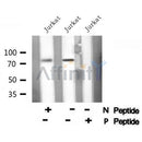 Western blot analysis of POU2F1/OCT1 (Phospho-Ser385) using Jurkat whole cell lysates