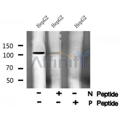 AF8089 at 1/200 staining Mouse kidney tissue sections by IHC-P. The tissue was formaldehyde fixed and a heat mediated antigen retrieval step in citrate buffer was performed. The tissue was then blocked and incubated with the antibody for 1.5 hours at 22¡ãC. An HRP conjugated goat anti-rabbit antibody was used as the secondary