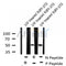 Western blot analysis of Presenilin 2 (Phospho-Ser330) using UV treated NIH-3T3 whole cell lysates