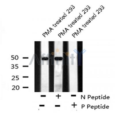 Western blot analysis of ATF-4 (Phospho-Ser224) using PMA treated 293 whole cell lysates