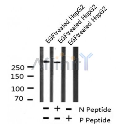 AF8100 at 1/200 staining Rat ganstric tissue sections by IHC-P. The tissue was formaldehyde fixed and a heat mediated antigen retrieval step in citrate buffer was performed. The tissue was then blocked and incubated with the antibody for 1.5 hours at 22¡ãC. An HRP conjugated goat anti-rabbit antibody was used as the secondary