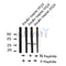 AF8105 at 1/200 staining Rat spleen tissue sections by IHC-P. The tissue was formaldehyde fixed and a heat mediated antigen retrieval step in citrate buffer was performed. The tissue was then blocked and incubated with the antibody for 1.5 hours at 22¡ãC. An HRP conjugated goat anti-rabbit antibody was used as the secondary