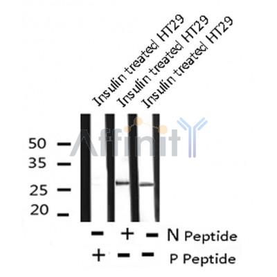 AF8105 at 1/200 staining Rat spleen tissue sections by IHC-P. The tissue was formaldehyde fixed and a heat mediated antigen retrieval step in citrate buffer was performed. The tissue was then blocked and incubated with the antibody for 1.5 hours at 22¡ãC. An HRP conjugated goat anti-rabbit antibody was used as the secondary