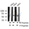 AF8113 staining 293 by IF/ICC. The sample were fixed with PFA and permeabilized in 0.1% Triton X-100,then blocked in 10% serum for 45 minutes at 25¡ãC. The primary antibody was diluted at 1/200 and incubated with the sample for 1 hour at 37¡ãC. An  Alexa Fluor 594 conjugated goat anti-rabbit IgG (H+L) Ab, diluted at 1/600, was used as the secondary antibod