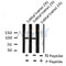 Western blot analysis FKHRL1 (Phospho-Ser644) using Sobital treated 293 whole cell lysates