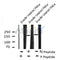 AF8120 staining NIH-3T3 by IF/ICC. The sample were fixed with PFA and permeabilized in 0.1% Triton X-100,then blocked in 10% serum for 45 minutes at 25¡ãC. The primary antibody was diluted at 1/200 and incubated with the sample for 1 hour at 37¡ãC. An  Alexa Fluor 594 conjugated goat anti-rabbit IgG (H+L) Ab, diluted at 1/600, was used as the secondary antibod