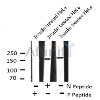 AF8120 staining NIH-3T3 by IF/ICC. The sample were fixed with PFA and permeabilized in 0.1% Triton X-100,then blocked in 10% serum for 45 minutes at 25¡ãC. The primary antibody was diluted at 1/200 and incubated with the sample for 1 hour at 37¡ãC. An  Alexa Fluor 594 conjugated goat anti-rabbit IgG (H+L) Ab, diluted at 1/600, was used as the secondary antibod