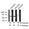 AF8123 at 1/200 staining Rat ganstric tissue sections by IHC-P. The tissue was formaldehyde fixed and a heat mediated antigen retrieval step in citrate buffer was performed. The tissue was then blocked and incubated with the antibody for 1.5 hours at 22¡ãC. An HRP conjugated goat anti-rabbit antibody was used as the secondary