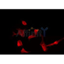 AF0492 staining A549 by IF/ICC. The sample were fixed with PFA and permeabilized in 0.1% Triton X-100,then blocked in 10% serum for 45 minutes at 25¡ãC. The primary antibody was diluted at 1/200 and incubated with the sample for 1 hour at 37¡ãC. An  Alexa Fluor 594 conjugated goat anti-rabbit IgG (H+L) Ab, diluted at 1/600, was used as the secondary antibod