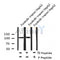 AF8127 staining HeLa by IF/ICC. The sample were fixed with PFA and permeabilized in 0.1% Triton X-100,then blocked in 10% serum for 45 minutes at 25¡ãC. The primary antibody was diluted at 1/200 and incubated with the sample for 1 hour at 37¡ãC. An  Alexa Fluor 594 conjugated goat anti-rabbit IgG (H+L) Ab, diluted at 1/600, was used as the secondary antibod