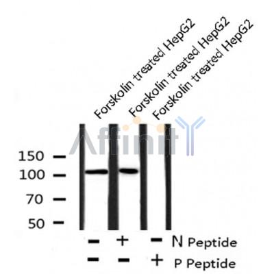 AF8127 staining HeLa by IF/ICC. The sample were fixed with PFA and permeabilized in 0.1% Triton X-100,then blocked in 10% serum for 45 minutes at 25¡ãC. The primary antibody was diluted at 1/200 and incubated with the sample for 1 hour at 37¡ãC. An  Alexa Fluor 594 conjugated goat anti-rabbit IgG (H+L) Ab, diluted at 1/600, was used as the secondary antibod